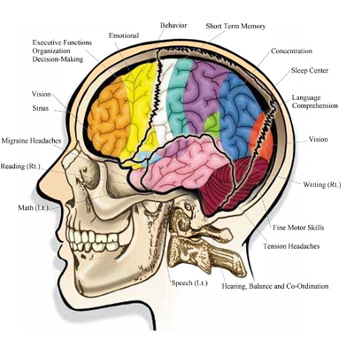 cranial